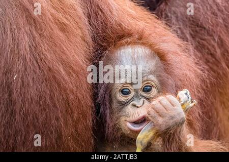 Madre e bambino Borneo orangutani, Pongo pygmaeus, Buluh Kecil fiume, Borneo, Indonesia Foto Stock