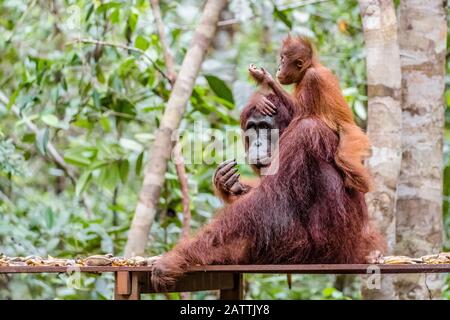 Madre e bambino Borneo orangutan, Pongo pygmaeus, a Camp Leakey, Borneo, Indonesia Foto Stock