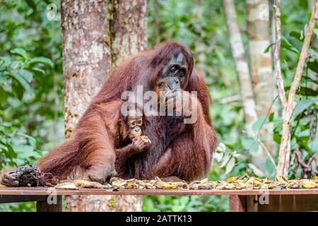 Madre e bambino Borneo orangutani, Pongo pygmaeus, Camp Leakey piattaforma di alimentazione, Borneo, Indonesia Foto Stock