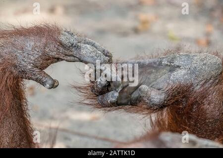 Borneo orangutan, Pongo pygmaeus, dettaglio mano e piede, Camp Leakey, Borneo, Indonesia Foto Stock