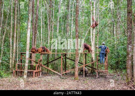 Borneo orangutans, Pongo pygmaeus, a Camp Leakey piattaforma di alimentazione, Borneo, Indonesia Foto Stock