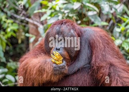 Maschio Borneo orangutan, Pongo pygmaeus, a piattaforma di alimentazione Pondok Tanggui, Borneo, Indonesia Foto Stock