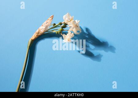 Narcissus papyraceus conosciuto anche come fiori paperwhite. Foto Stock