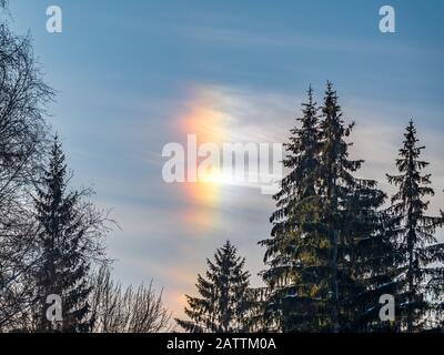 Aurora borealis nel pomeriggio nel cielo blu su abeti verdi. L'aurora boreale in cielo azzurro con la silhouette di alberi di abete rosso. Foto Stock