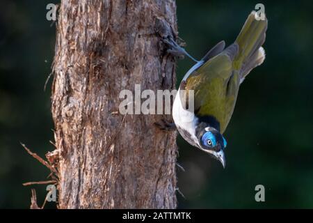 Mangiatore Di Miele Blu Foto Stock