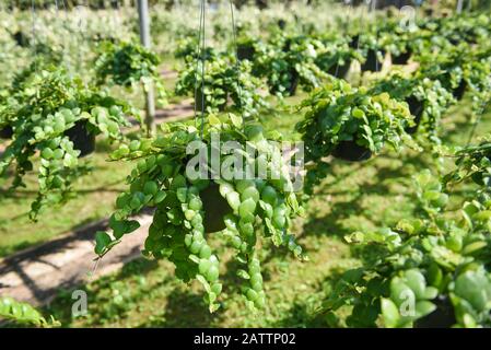 Piante verdi della natura in vaso appesa a sfondo verde della casa / vivaio orchidea crescente per decorare nel giardino Foto Stock