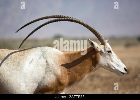 Orice di scimitar, una specie in via di estinzione estinta in natura, in un centro di allevamento e riacclimatazione nel deserto del Negev. Oryx dammah. Foto Stock