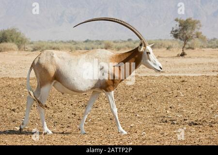 Orice di orice di scimitar, una specie in via di estinzione, camminando attraverso il deserto del Negev sul centro di allevamento della riserva naturale di Yotvata Hai-Bar (Dammah di Oryx), Israele Foto Stock