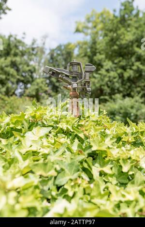 Un rubinetto per spruzzatori d'acqua a impatto di qualità commerciale quasi coperto dalla crescita del giardino. Foto Stock