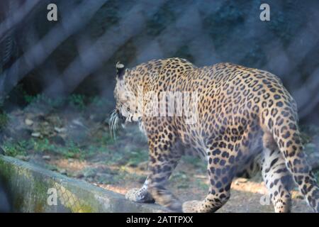 vista laterale del leopardo di sfocatura in gabbia Foto Stock