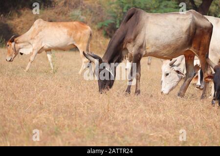 Primo piano di una mucca nera al collo in erba secca con fondo di mucche Foto Stock