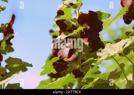 Dark hollyhock bei fiori (Alcea rosea) in una giornata estiva soleggiata in giardino. Stile retrò tonato Foto Stock