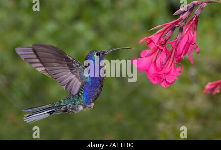 Maschio Violet Sabrewing (Campylopterus hemileucurus) colibrì volare, Alajuela, Costa Rica Foto Stock