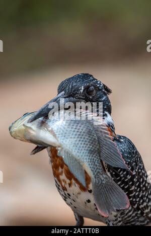 Uccello v pesce - un Martin pescatore gigante - Megaceryle maximus - con un enorme tilapia rossastre - Coptodon rendalli - ha catturato nel fiume Sabie nel Kruger Foto Stock