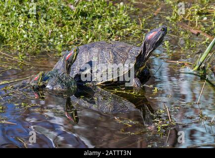 La pila di tre cursori rossi in uno stagno alla Cove Nature Society di Laffite, Galveston Foto Stock