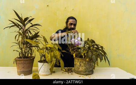 Vecchio uomo di barba che fa il giardinaggio domestico con pianta di ivy, pianta di Dracaena e erba di Pampas Con Blooms bianchi sabbiosi, erba viva di Evergreen. Donna che prende la cura di Foto Stock