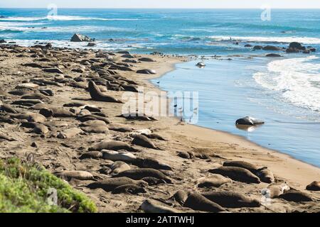 Foche di elefante del nord sulla spiaggia, stagione dell'accoppiamento e del birthing, Piedras Blancas, San Simeon, California. Foto Stock