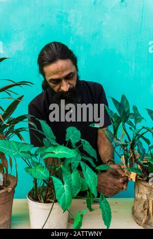 Vecchio uomo di barba che fa il giardinaggio domestico con pianta di ivy, pianta di Dracaena e erba di Pampas Con Blooms bianchi sabbiosi, erba viva di Evergreen. Donna che prende la cura di Foto Stock