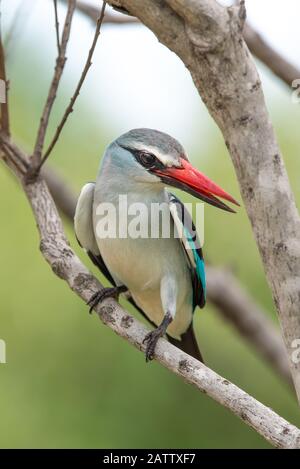 Un Martin pescatore boschivo - Halcyon senegalensis - si trova su un ramoscello nel Parco Nazionale Kruger in Sud Africa Foto Stock