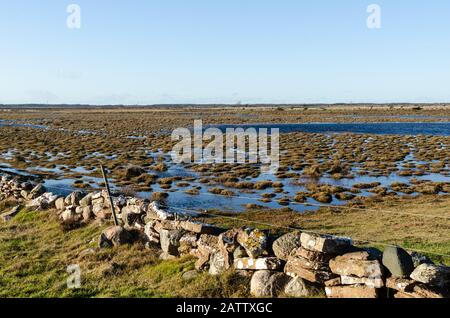 Zona umida con ciuffi d'erba in una riserva naturale svedese all'isola di Oland Foto Stock