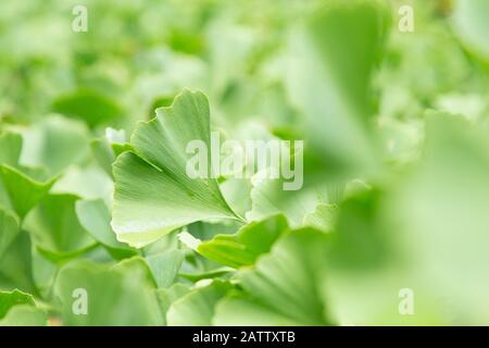 Un primo piano di foglie di Ginkgo biloba in luce naturale al Bellevue Botanical Garden, Bellevue, Washington, USA. Foto Stock