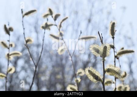 Catkins giallo willow in fiore nella luce di fondo attraverso una lente morbida. Sfondo. Foto Stock