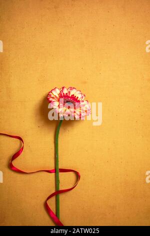 Stelo gerbera con nastro su Terreno oro Foto Stock