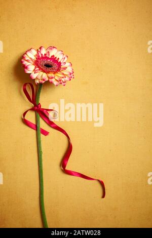 Stelo gerbera con nastro su Terreno oro Foto Stock