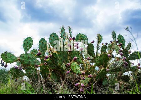 Frutta di pere prickly. Sabre, frutti di Opuntia ficus-indica specie di cactus, anche chiamato come fico indiano opuntia Foto Stock