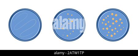 Microbiologia. Crescita dei batteri delle colonie in capsule di petry, 3 stadi, stile piatto vettoriale. Illustrazione Vettoriale