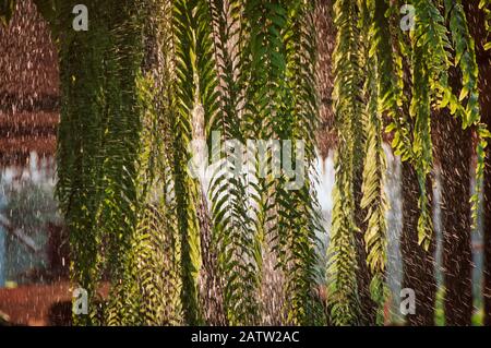 Foglie fresche di felce verdi (Nephrolepis sp. Cultivar) appese sull'albero con gocce di pioggia. Foto Stock