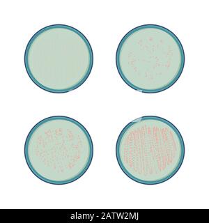 4 stadi di crescita batterica in piatto di petry, colonia di microbi, vettore Illustrazione Vettoriale