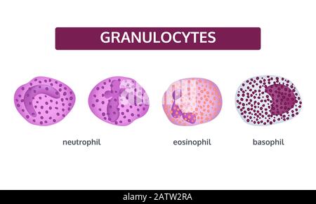 Serie vettoriale di granulociti di globuli bianchi. Basofili, eosinofili e neutrofili. Concetto medico. Illustrazione Vettoriale