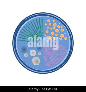 Crescita di colonie batteriche in capsule di Petri, disegno piatto vettoriale, colore blu Illustrazione Vettoriale