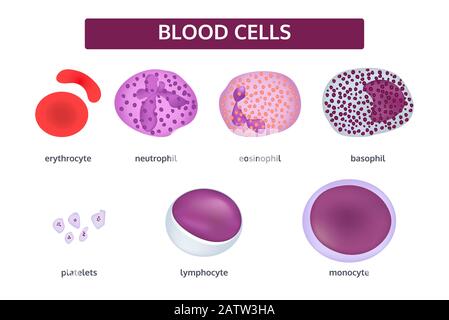 Serie vettoriale di cellule ematiche, 3D. Globuli bianchi - basofili; eosinofili; monociti; neutrofili; linfociti. Globuli rossi - eritrociti. Patelets. Illustrazione Vettoriale
