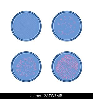 Crescita di batteri in piastra di petri, 4 stadi di colonia di microbi, disegno piatto vettoriale. Illustrazione Vettoriale