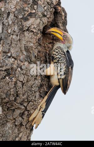 Southern Yellow-fatted Hornbill (Lamprotornis leucomelas), vista laterale di una femmina adulta che chiude l'ingresso del nido con fango, Mpumalanga, Sud A. Foto Stock