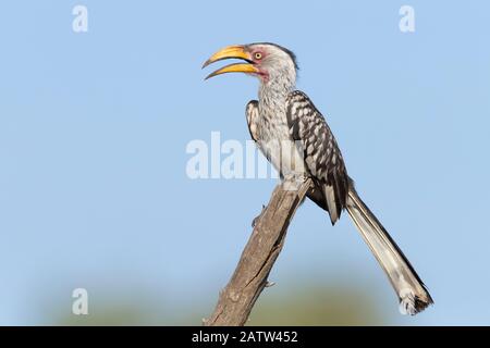 Southern Yellow-fatted Hornbill (Lamprotornis leucomelas), vista laterale di un adulto arroccato su un ramo morto, Mpumalanga, Sudafrica Foto Stock