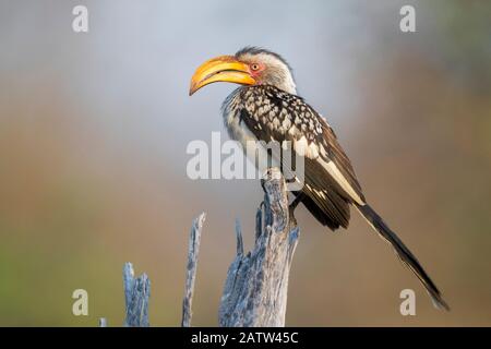 Hornbill (Lamprotornis leucomelas), vista laterale di un adulto arroccato su un albero morto, Mpumalanga, Sudafrica Foto Stock