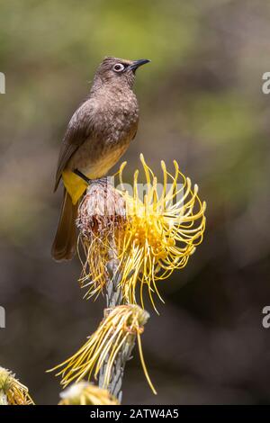 Capo Bulbul (Pycnonotus capensis), adulto arroccato su un fiore, Capo Occidentale, Sud Africa Foto Stock