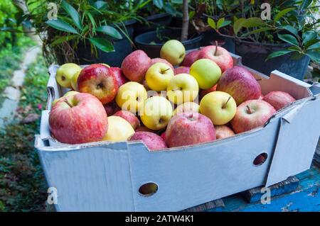 Scatola di mele miste al suolo. Sfondo di frutta Foto Stock
