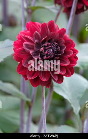 Singolo fiore rosso profondo di Dahlia Karma Choc conosciuto anche come Dahlia 'Karma Chocolate Foto Stock