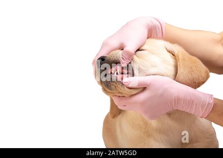 Labrador cucciolo che ottiene i denti esaminati dal veterinario isolato su sfondo bianco. Foto Stock