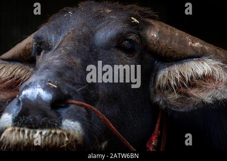 Swamp buffalo in Thailandia usare per il lavoro in agricoltura e la carne di bufalo industria. Bufala nel sud-est asiatico. Animale domestico per la lavorazione Foto Stock