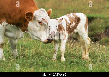 madre mucca con vitello nato nuovo su un prato Foto Stock