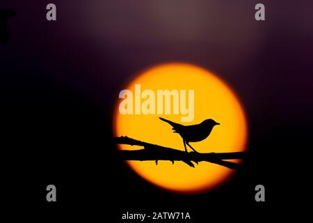 silhouette di un uccello con il sole sul retro Foto Stock