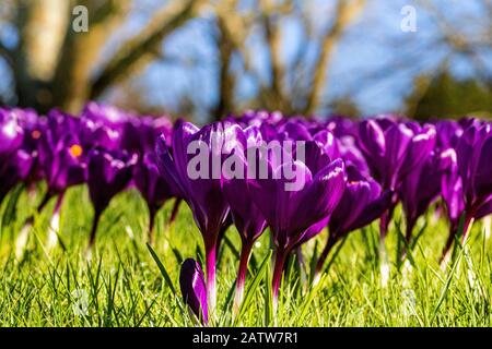 Primo piano Dettaglio di un Grande gruppo Di Colorati Grandi fiori Crocus Autunno (Crocus speciosus) in Bright Sunshine Con Blue Sky. Foto Stock