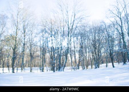 Sfondo invernale sfocato. Bellissima foresta invernale innevata. Foto Stock