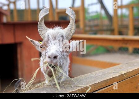 Ritratto di fieno da masticare di capra marrone cornuto in fattoria, fuoco selettivo Foto Stock