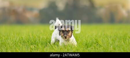 Divertente piccolo Jack Russell Terrier cane si leva in piedi divertente in un prato verde in estate Foto Stock